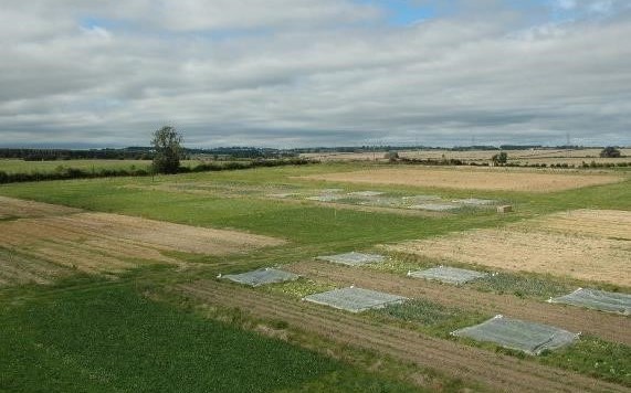 An overhead view of the trial during the period when a range of vegetable crops were produced under organic and conventional management.